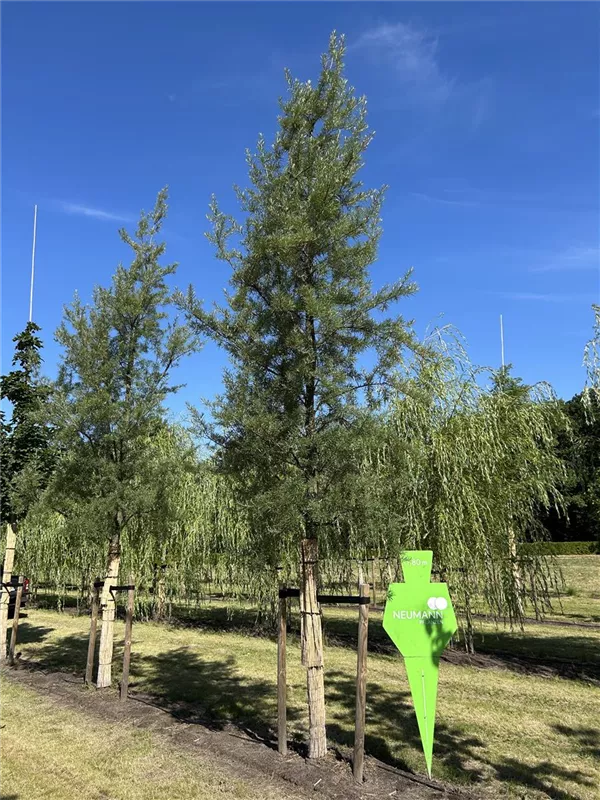 Hippophae salicifolia