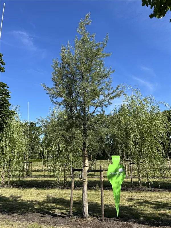 Hippophae salicifolia