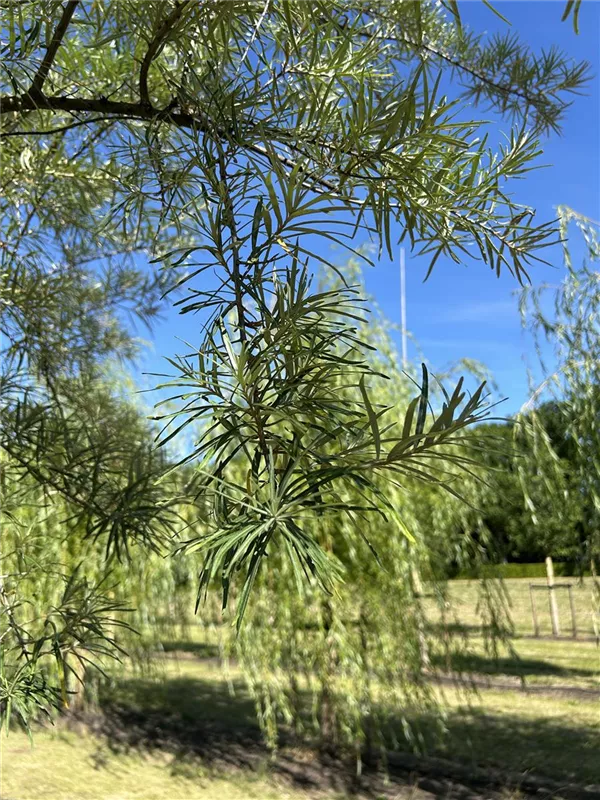 Hippophae salicifolia