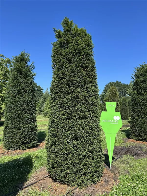 Taxus baccata 'Höpken's Gigant'