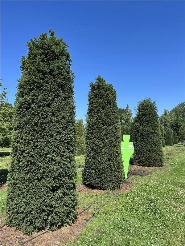 Taxus baccata 'Höpken's Gigant'