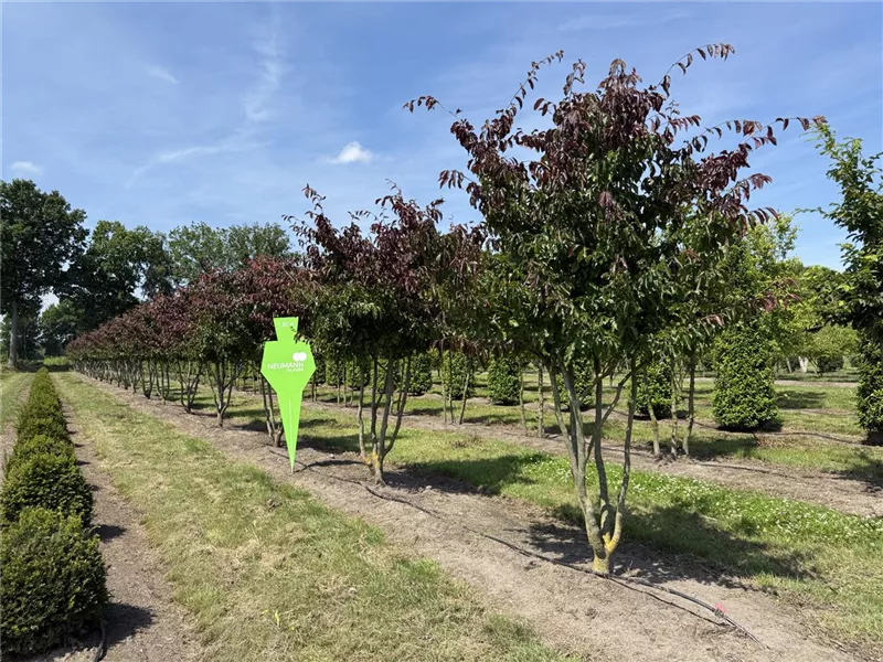 Parrotia persica 'Bella'