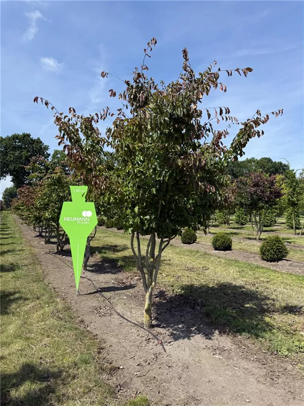 Parrotia persica 'Bella'