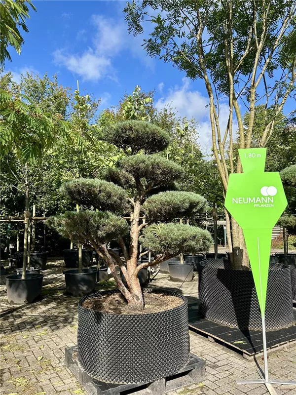 Pinus sylvestris 'Watereri'