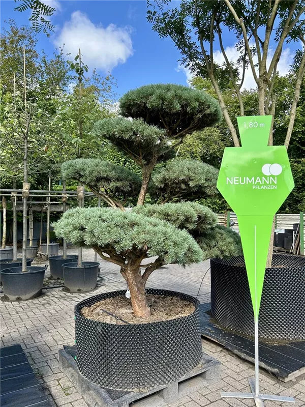 Pinus sylvestris 'Watereri'