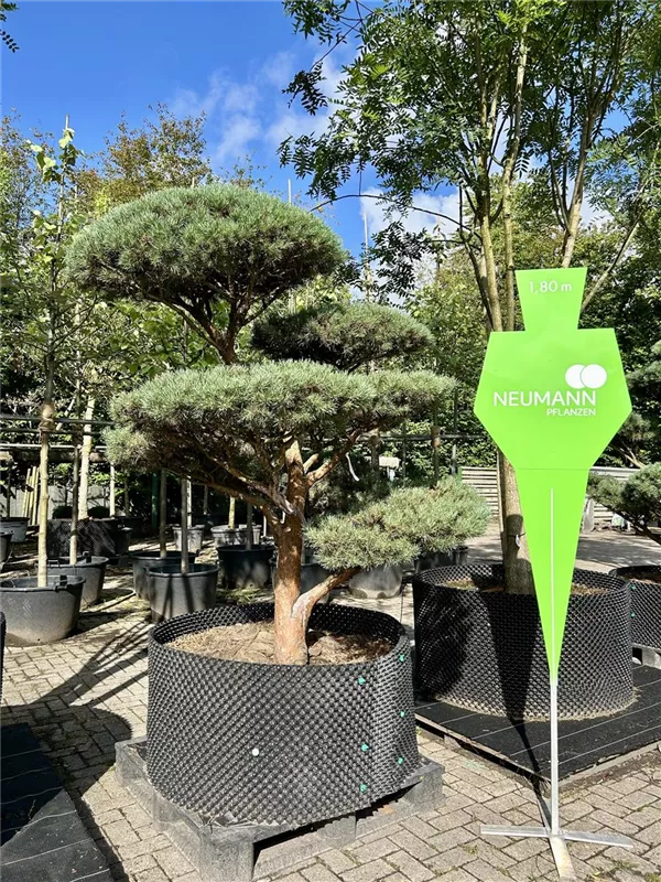 Pinus sylvestris 'Watereri'