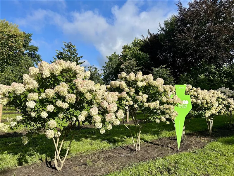 Hydrangea panic. 'Limelight' -S-