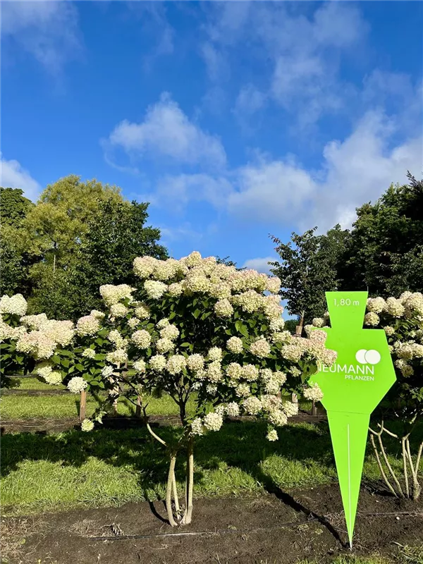Hydrangea panic. 'Limelight' -S-