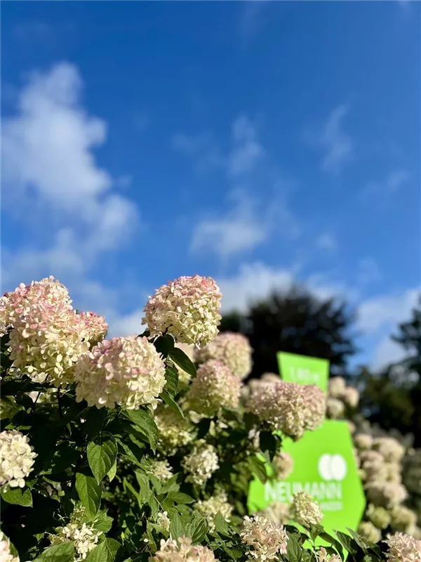 Hydrangea panic. 'Limelight' -S-