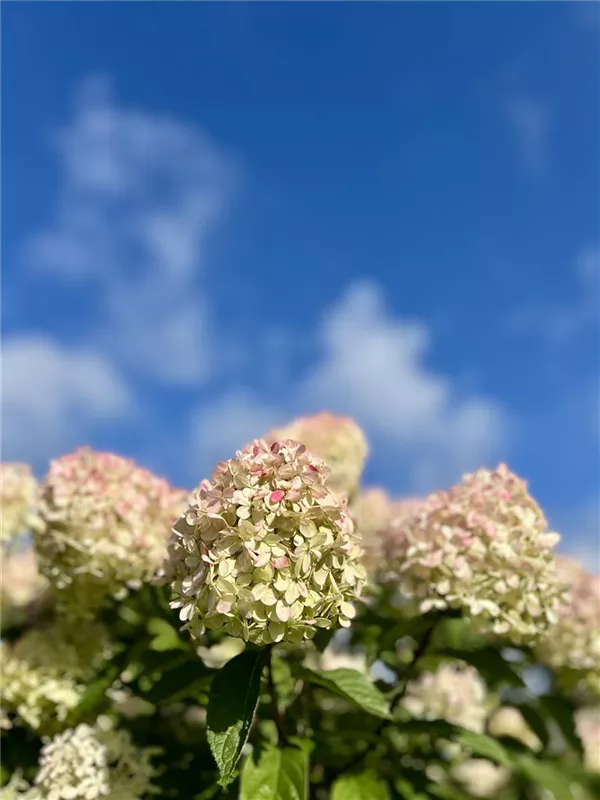 Hydrangea panic. 'Limelight' -S-
