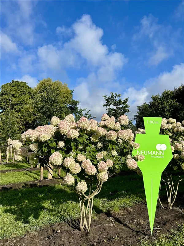 Hydrangea panic. 'Limelight' -S-