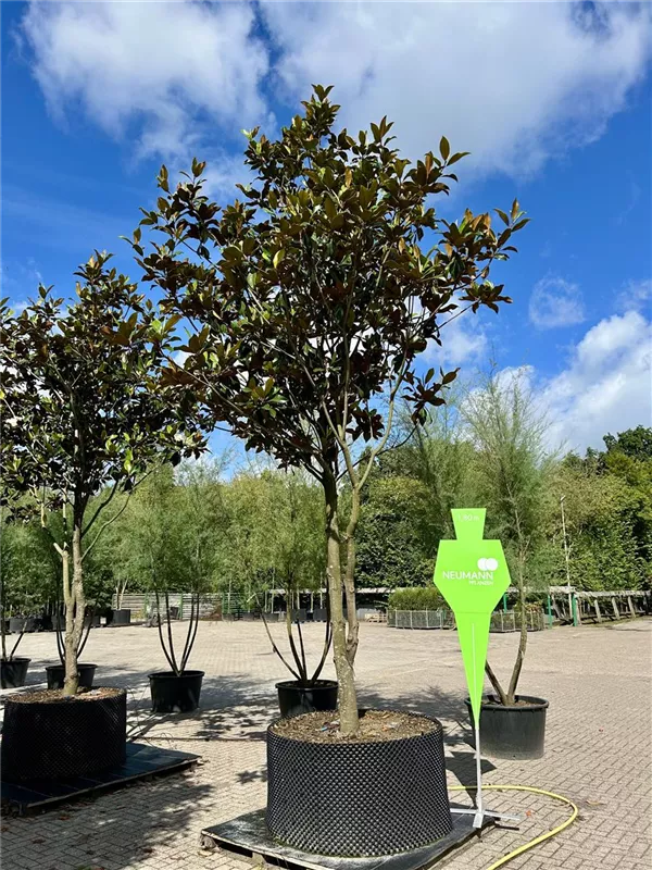 Magnolia grandiflora 'Galissonniere'