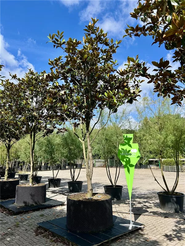 Magnolia grandiflora 'Galissonniere'
