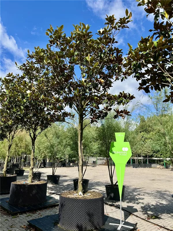 Magnolia grandiflora 'Galissonniere'