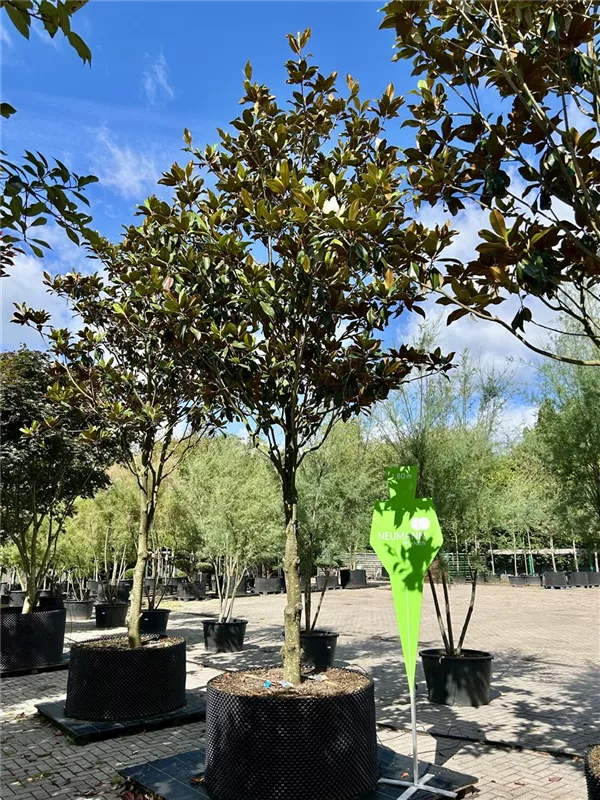 Magnolia grandiflora 'Galissonniere'