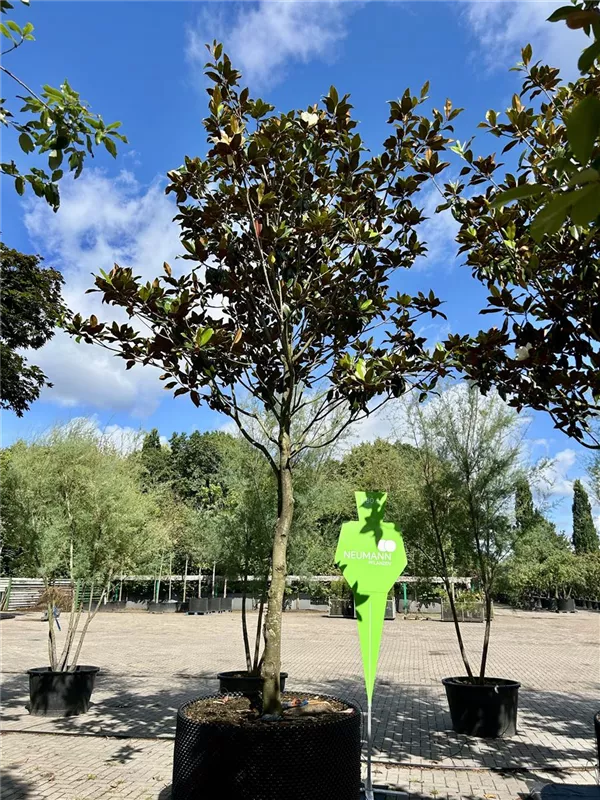 Magnolia grandiflora 'Galissonniere'