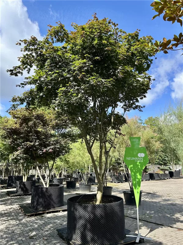 Acer palmatum 'Atropurpureum'