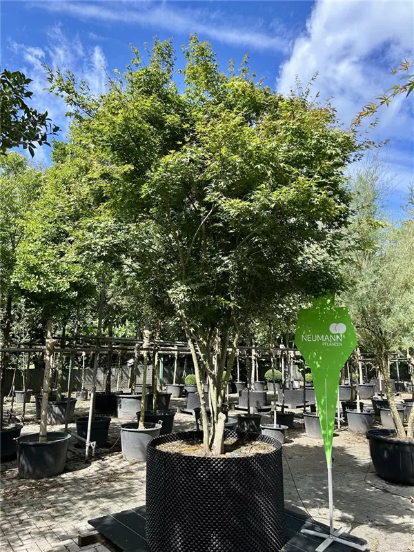 Acer palmatum