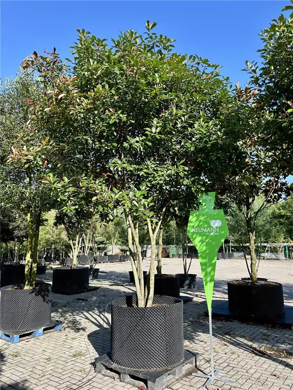 Photinia fraseri 'Red Robin'