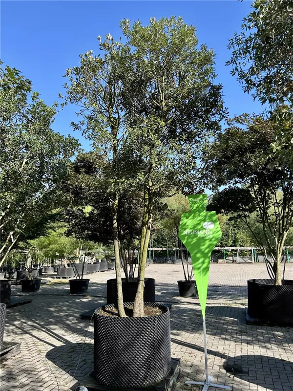 Quercus ilex