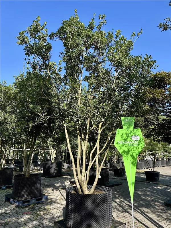 Osmanthus heterophyllus