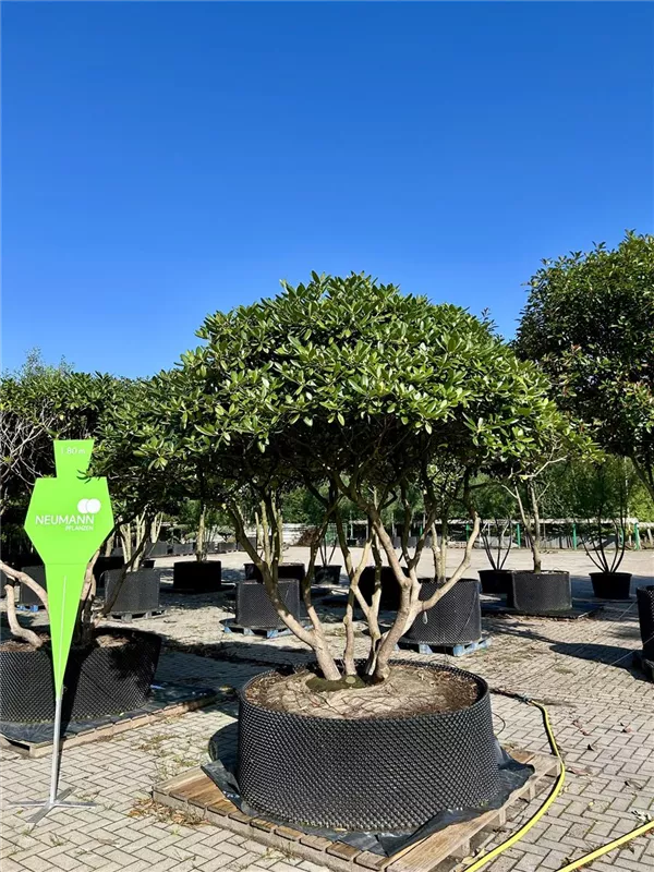 Rhododendron Hybr.'Catawb. Grandiflorum'