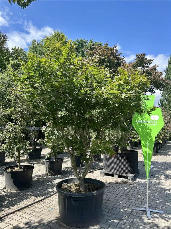 Acer palmatum 'Osakazuki'