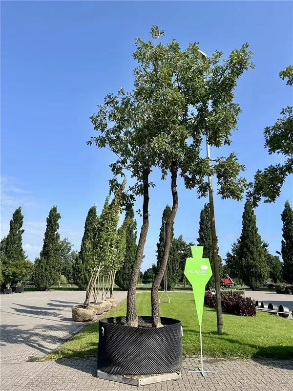 Quercus pubescens