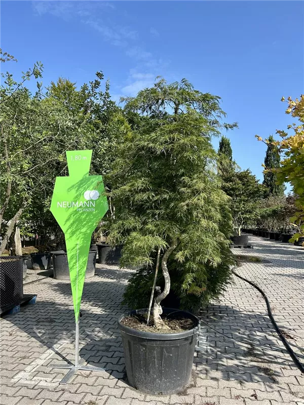 Acer palmatum 'Shinonome'