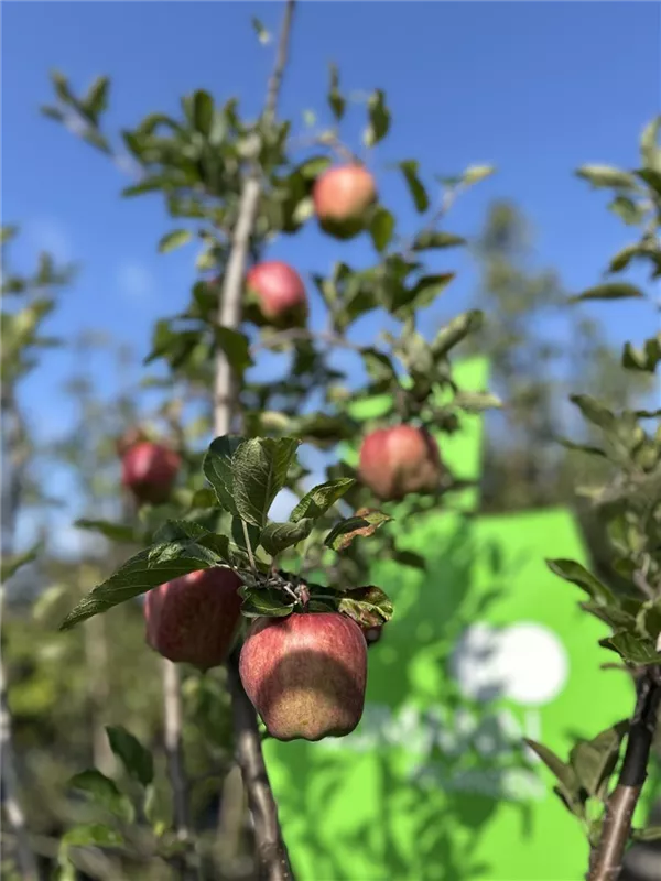 Malus 'Redspur Delicious' CAC
