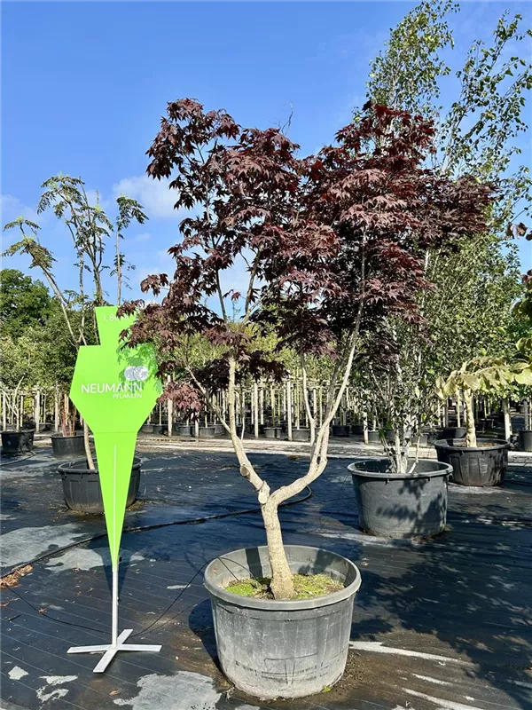 Acer palmatum 'Bloodgood'