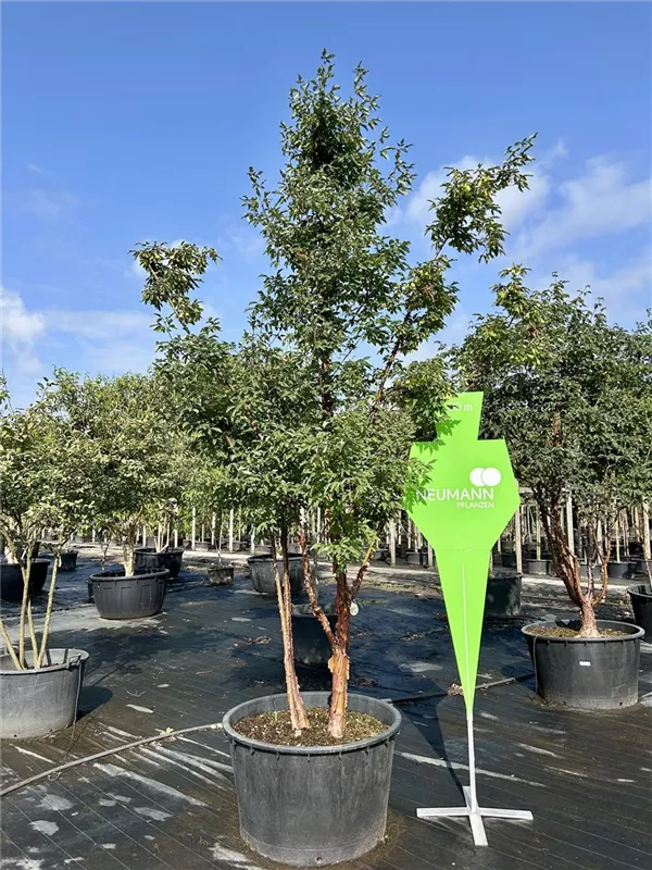 Acer griseum
