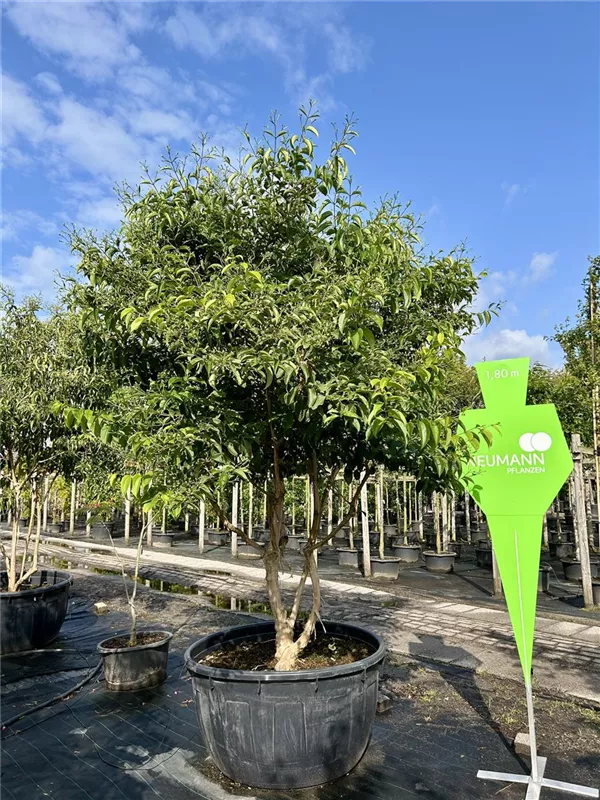 Heptacodium miconioides