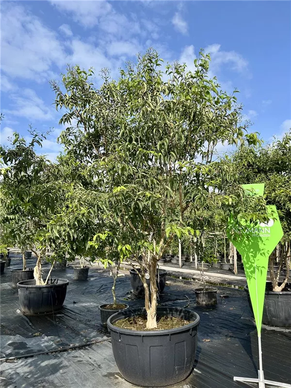 Heptacodium miconioides