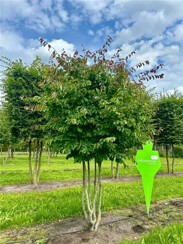 Parrotia persica