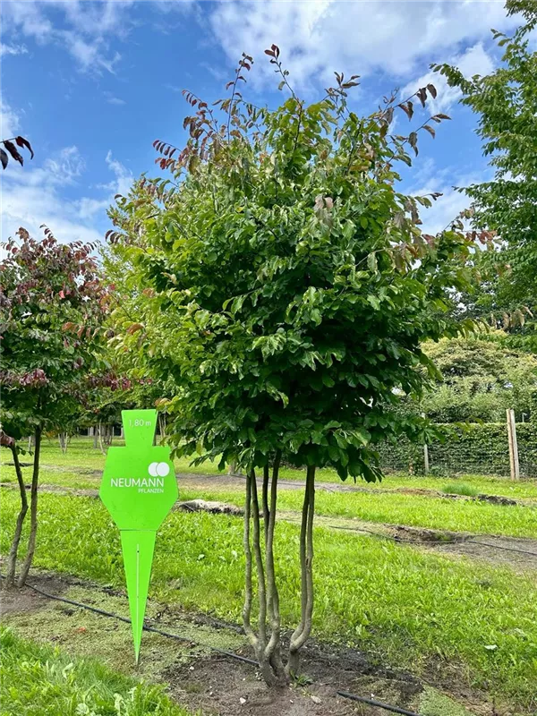 Parrotia persica