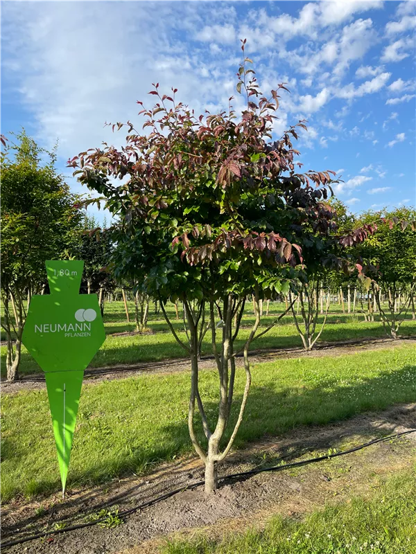 Parrotia persica 'Bella'