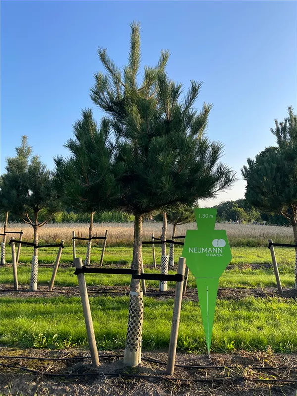 Pinus nigra ssp.nigra