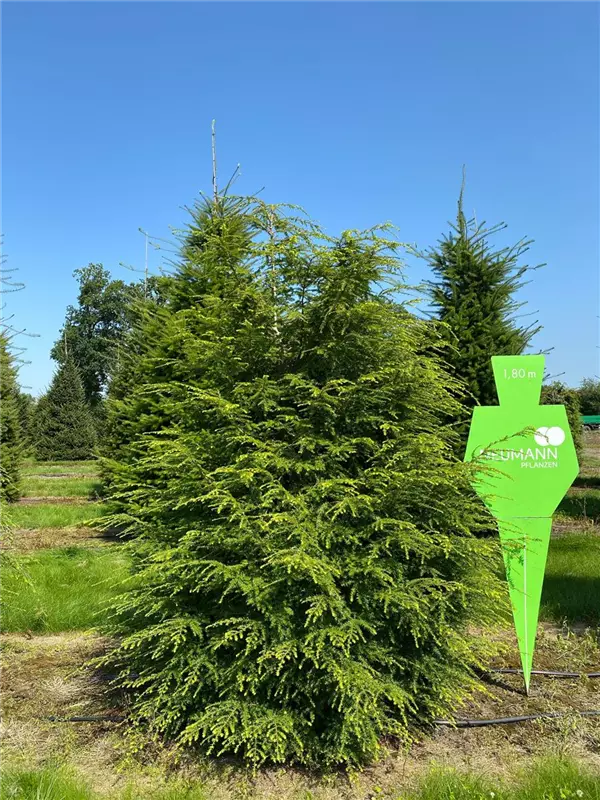 Tsuga canadensis