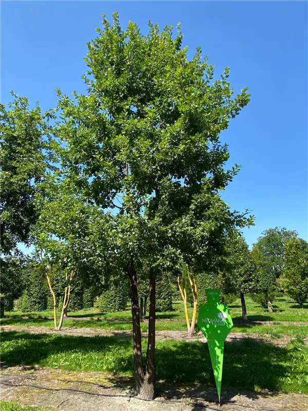 Quercus pubescens
