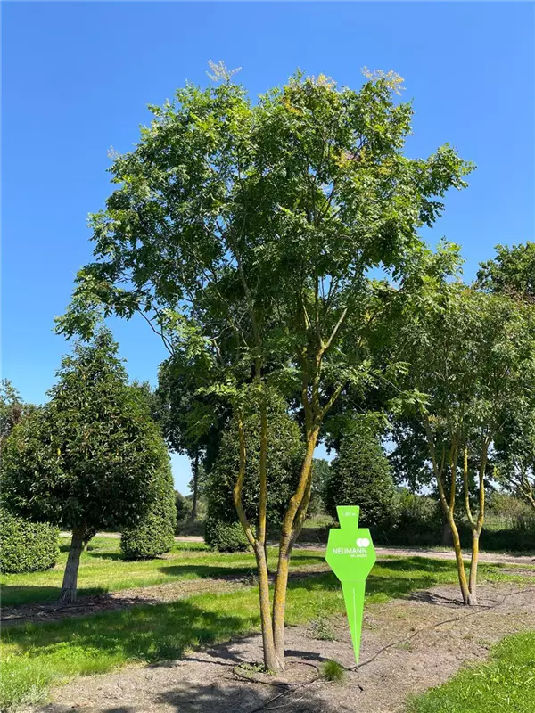 Koelreuteria paniculata