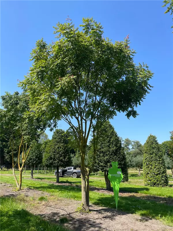 Koelreuteria paniculata
