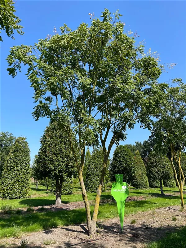 Koelreuteria paniculata