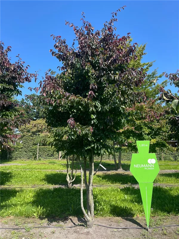 Parrotia persica 'Bella'