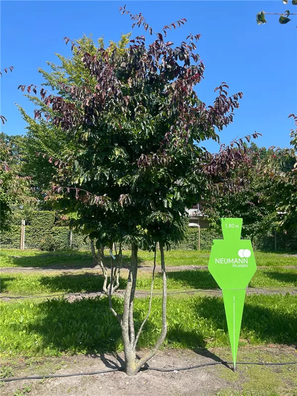 Parrotia persica 'Bella'