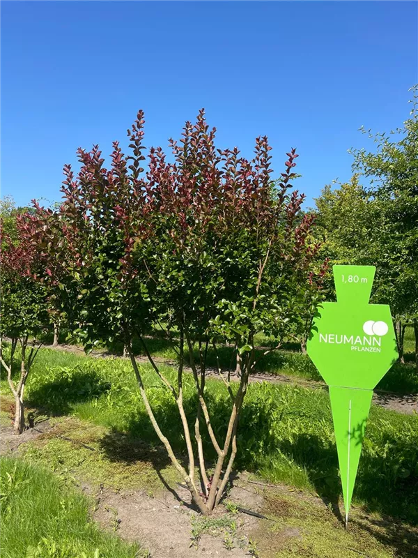 Lagerstroemia indica 'Dynamite' -R-