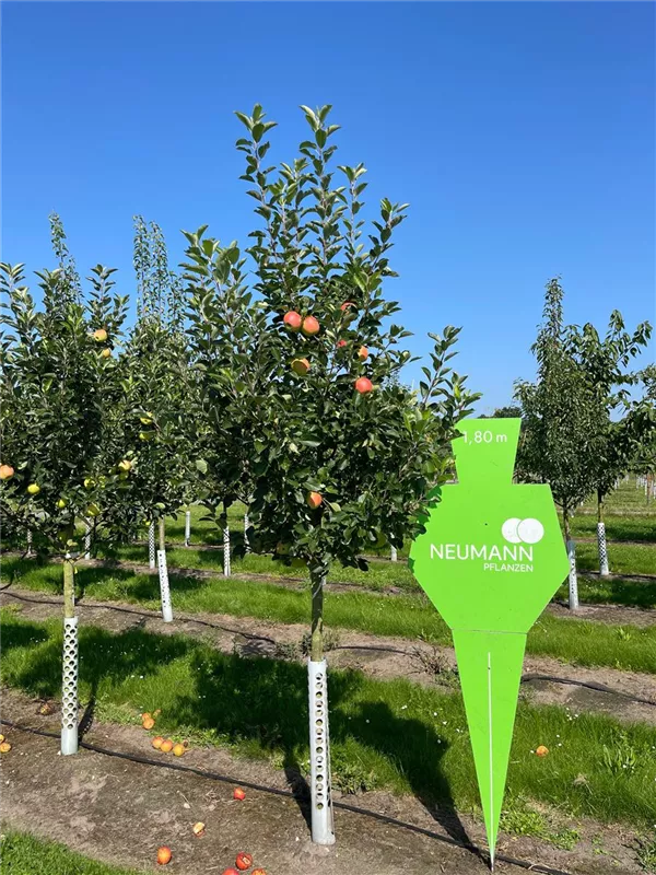 Malus 'James Grieve' CAC