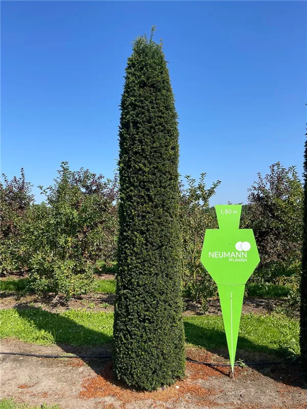 Taxus baccata 'Höpken's Gigant'