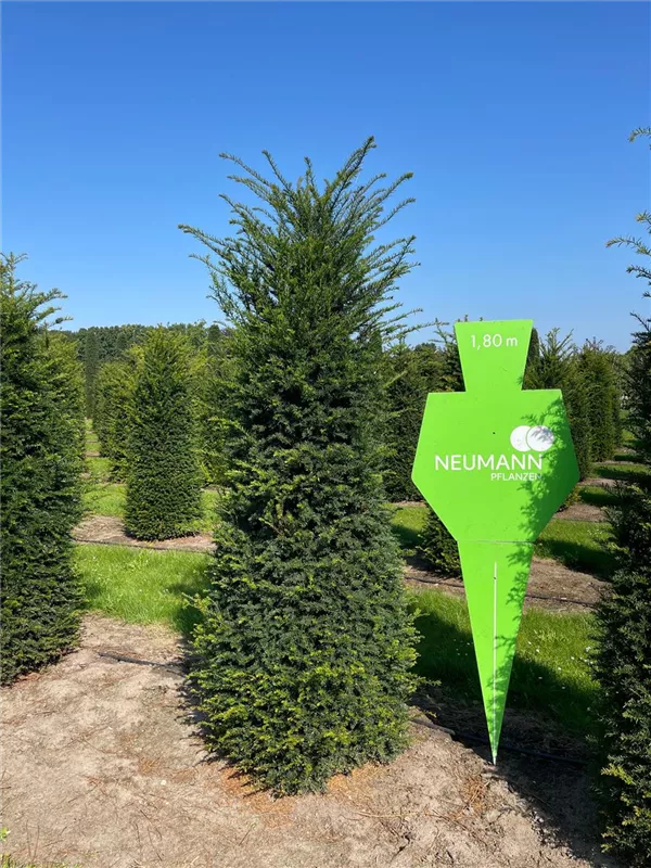 Taxus baccata