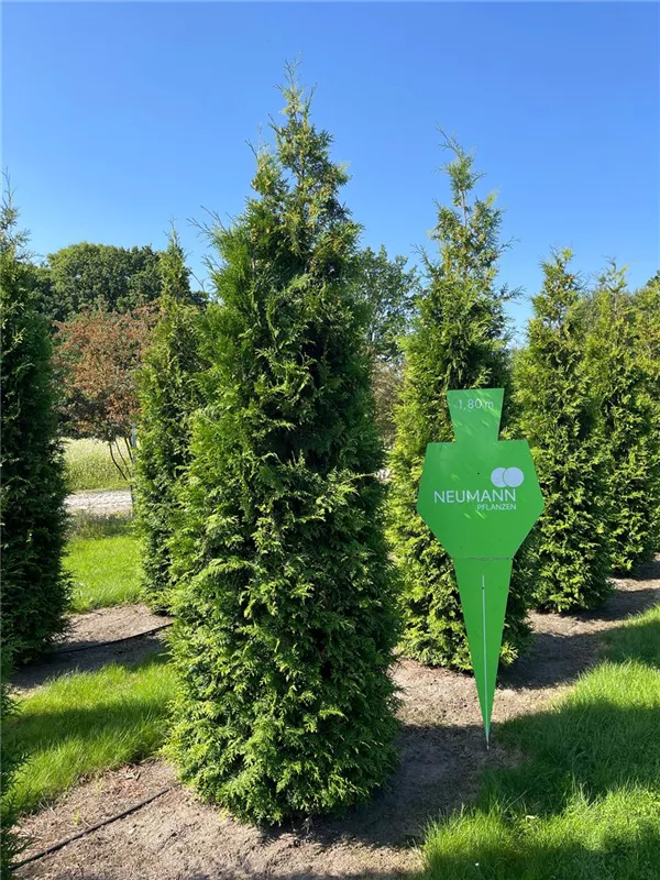 Thuja occidentalis 'Brabant'